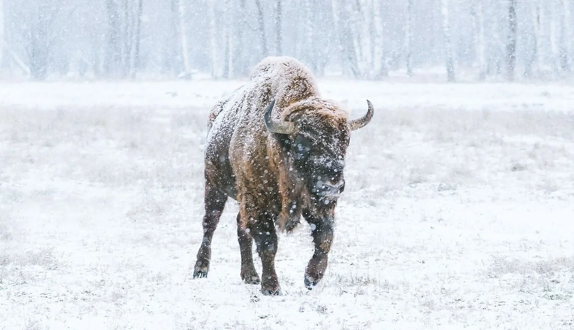 baby bison