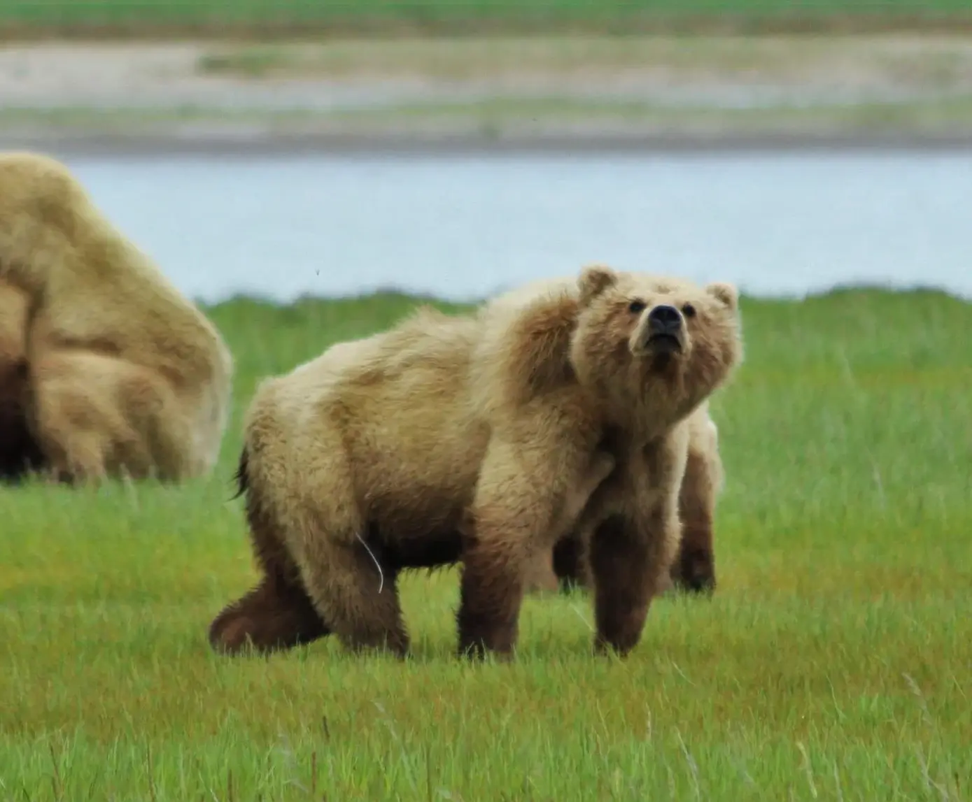 two bears