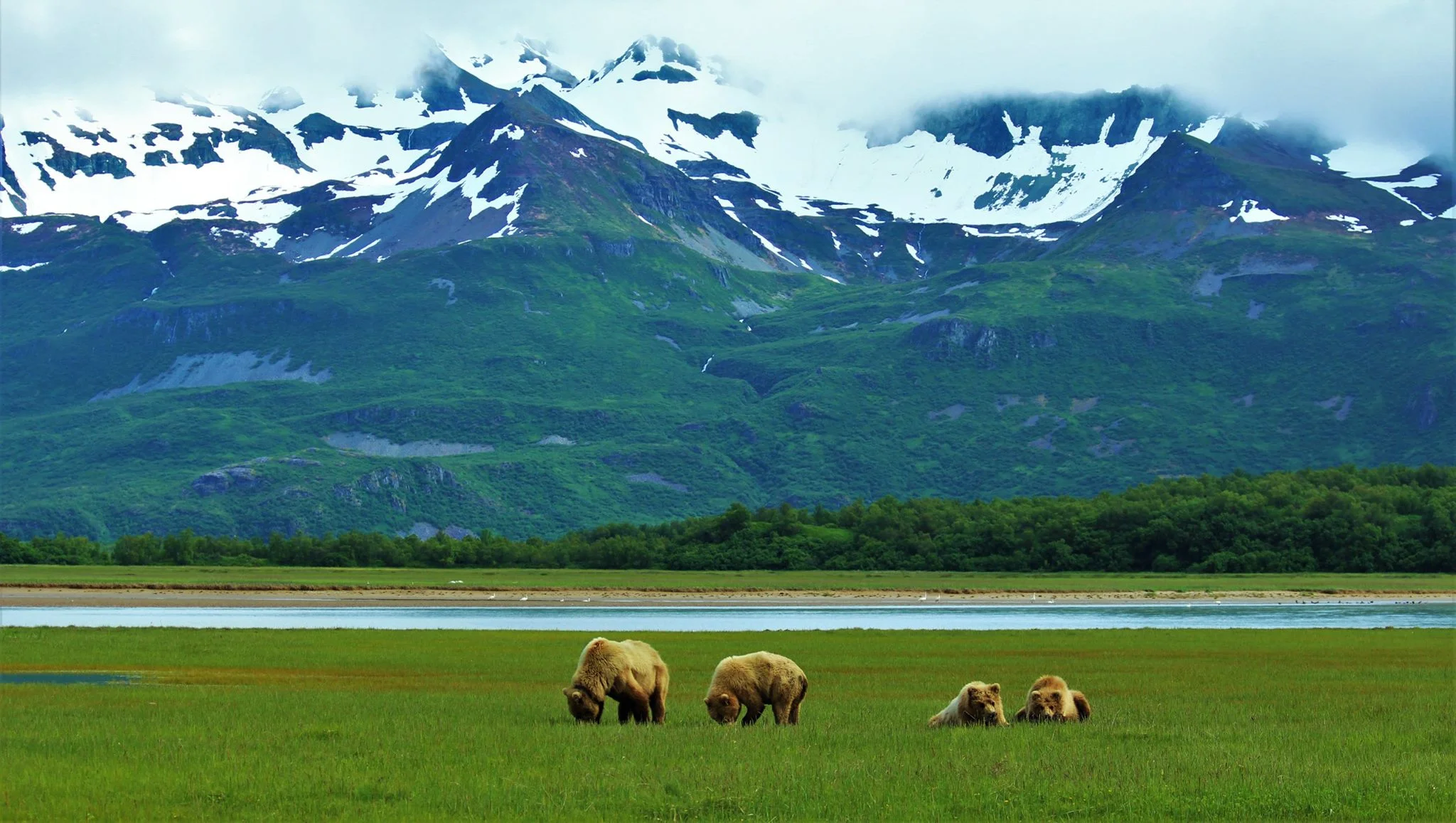 bears in the field